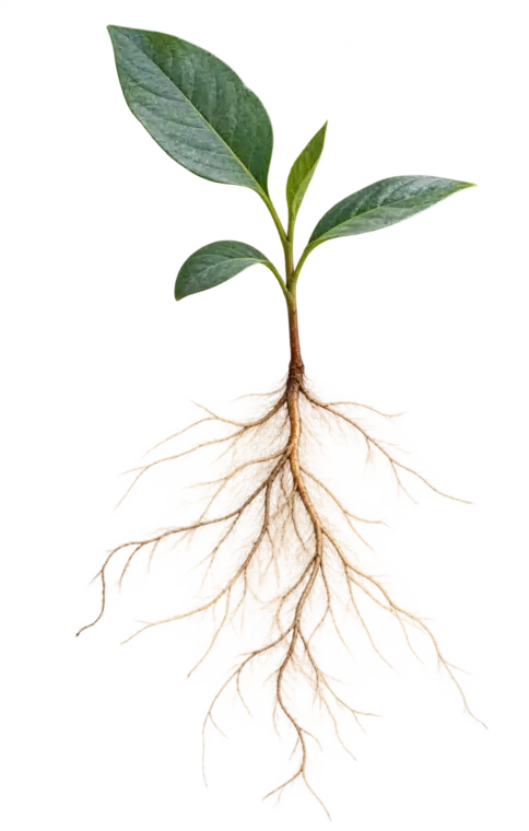 A young plant with visible roots representing thoughtful self-examination