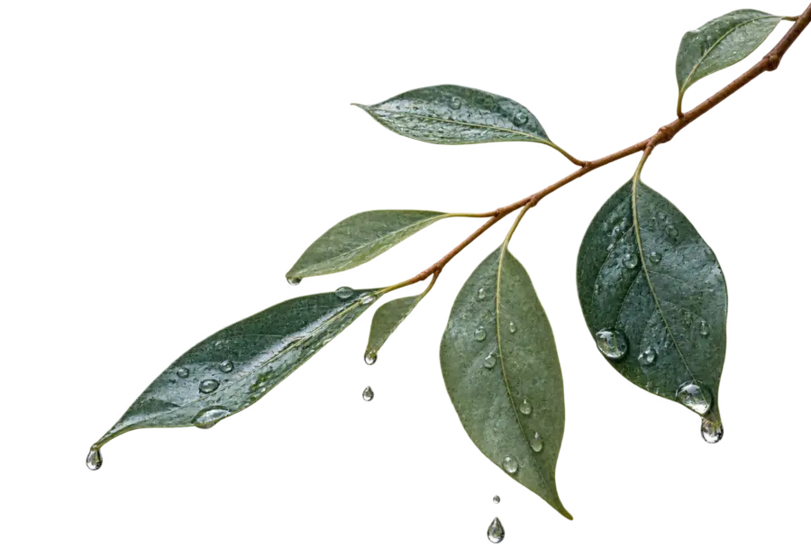 Rain-washed leaves representing surrender and renewal